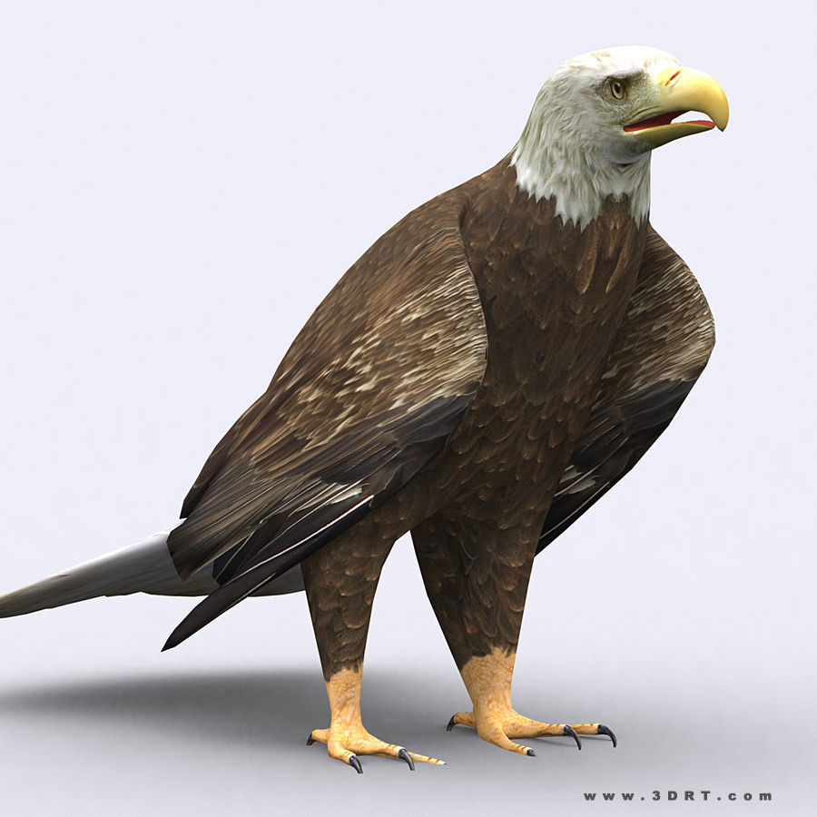 3DRT - Birds and Critters Low-poly 3D model_2