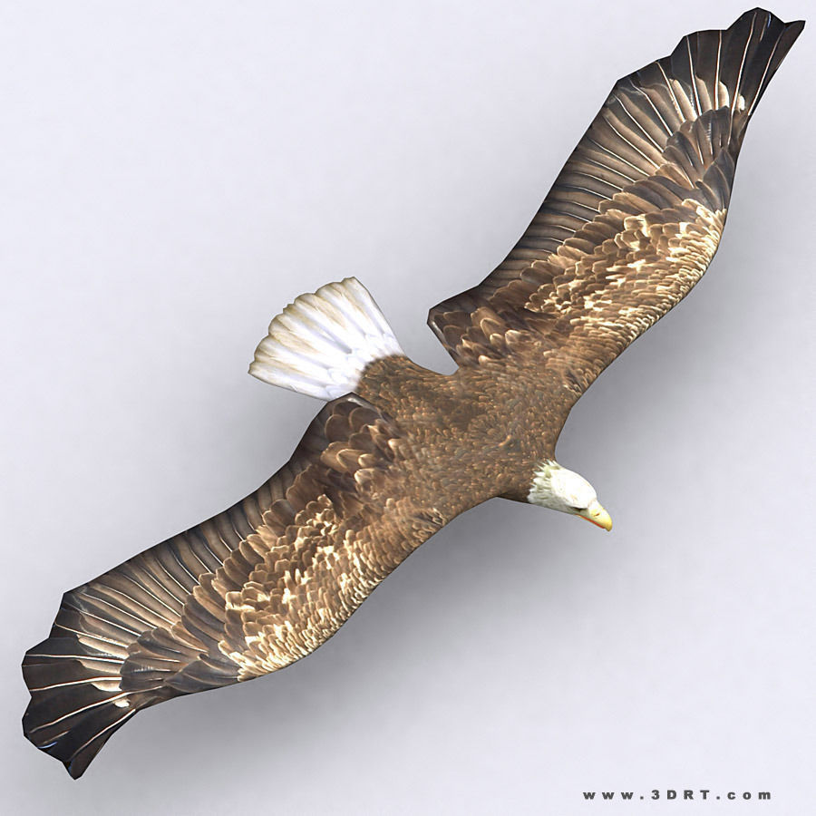 3DRT - Birds and Critters Low-poly 3D model_3