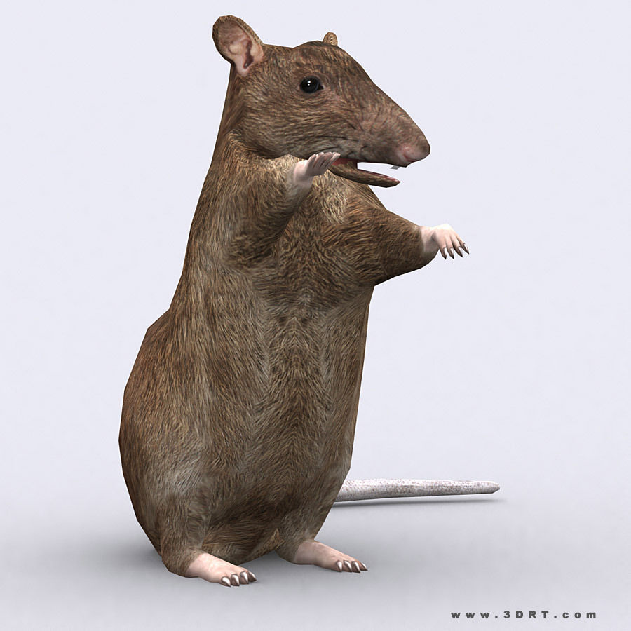 3DRT - Birds and Critters Low-poly 3D model_36