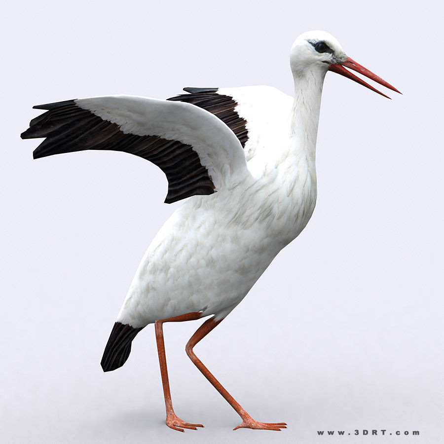 3DRT - Birds and Critters Low-poly 3D model_14