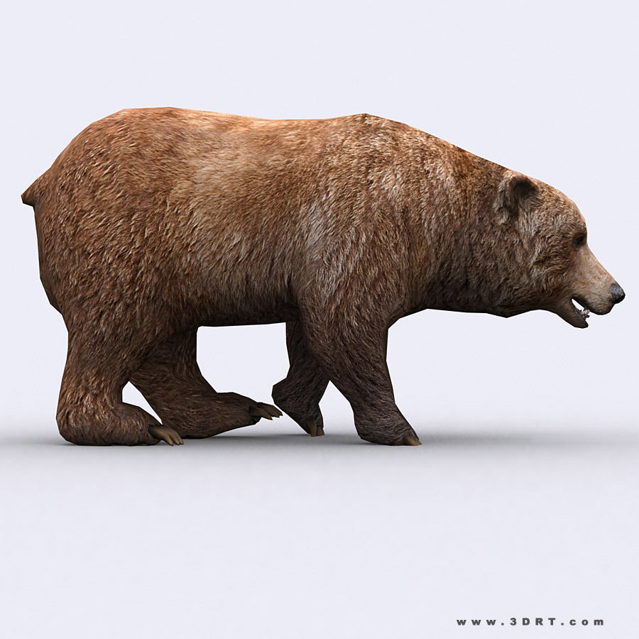 3DRT - Wild Animals Low-poly 3D model_5