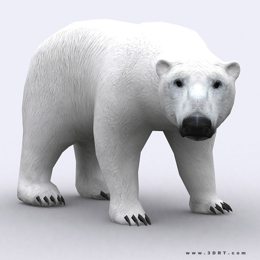 3DRT - Wild Animals Low-poly 3D model_20