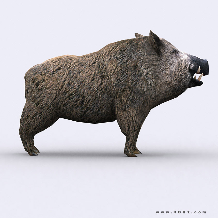 3DRT - Wild Animals Low-poly 3D model_9