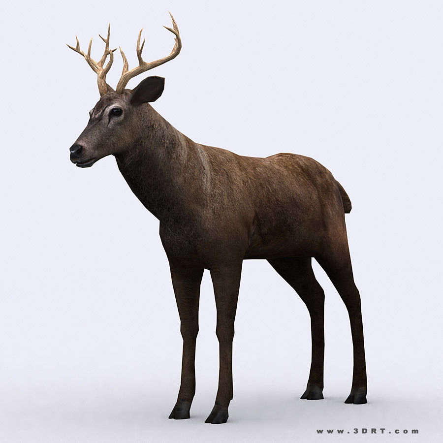 3DRT - Wild Animals Low-poly 3D model_11
