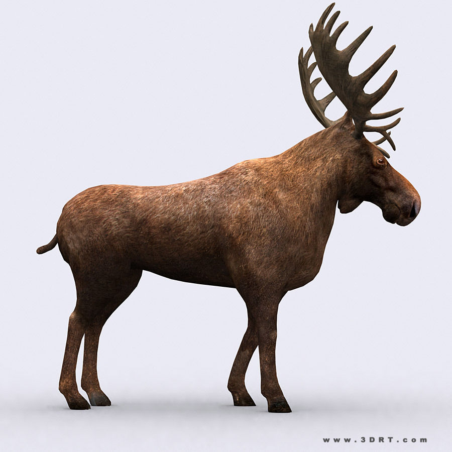 3DRT - Wild Animals Low-poly 3D model_2