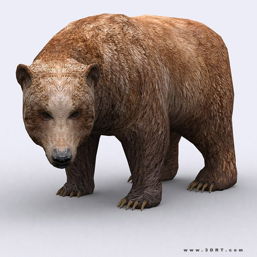 3DRT - Wild Animals Low-poly 3D model_6