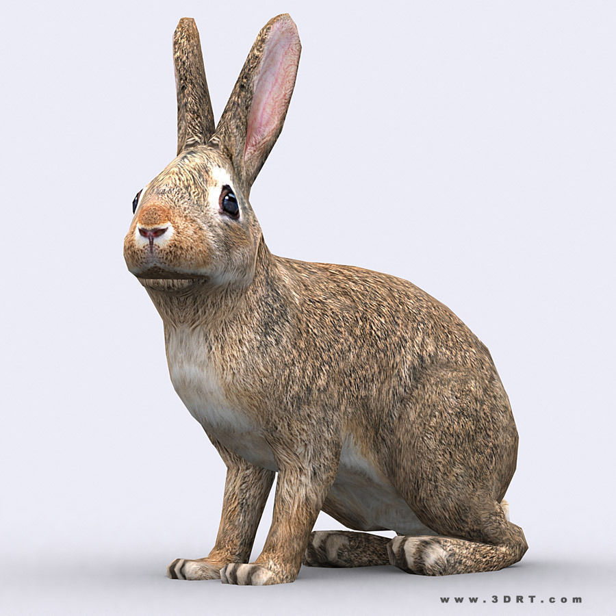 3DRT - Wild Animals Low-poly 3D model_17