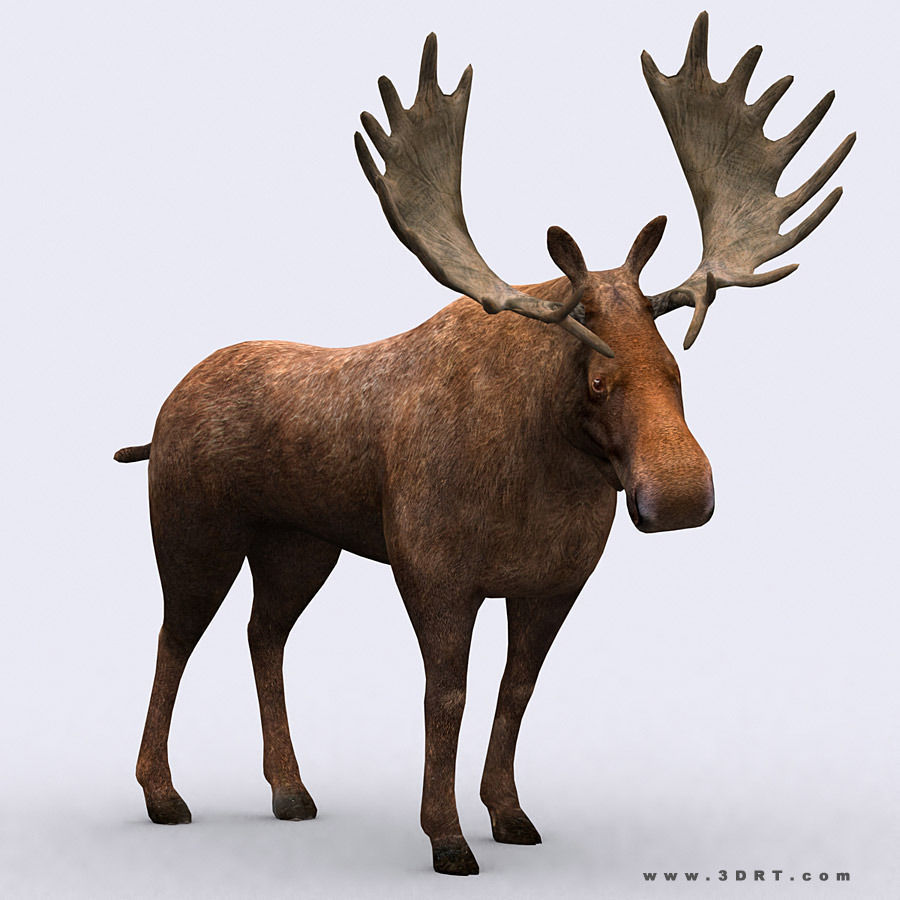 3DRT - Wild Animals Low-poly 3D model_3