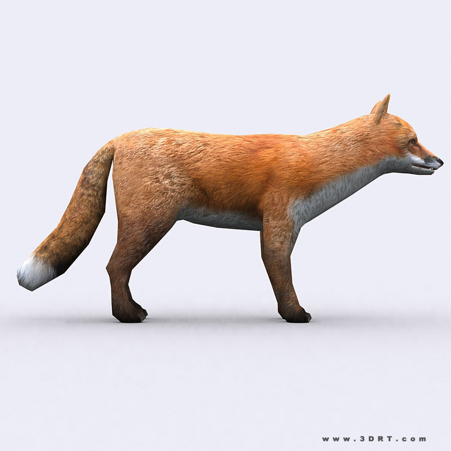 3DRT - Wild Animals Low-poly 3D model_15