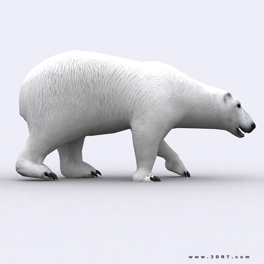 3DRT - Wild Animals Low-poly 3D model_21