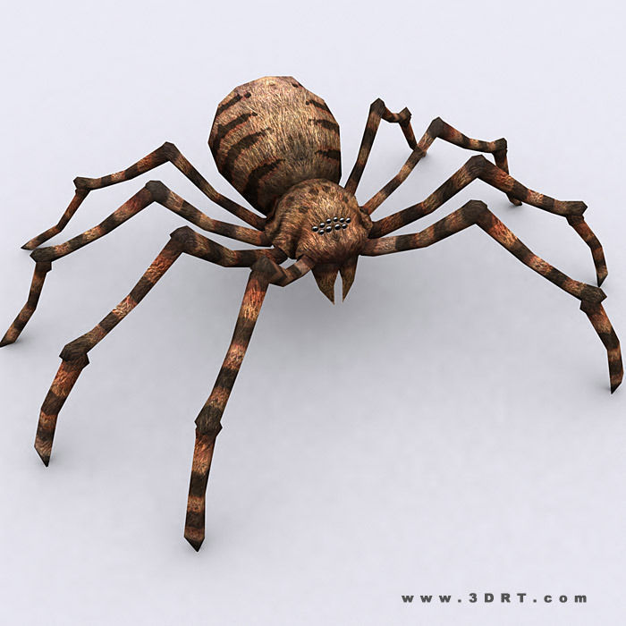 3DRT - Spiders Low-poly 3D model_5
