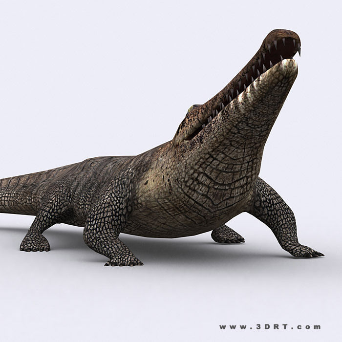 3DRT - Safari Animals Low-poly 3D model_13