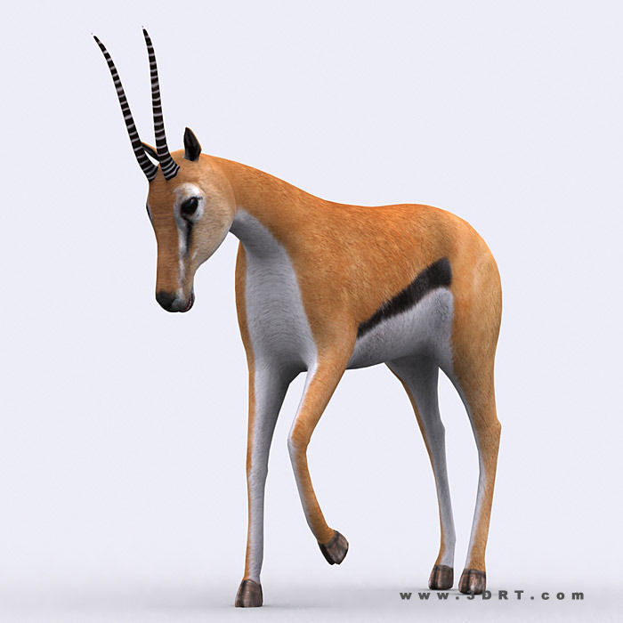 3DRT - Safari Animals Low-poly 3D model_17