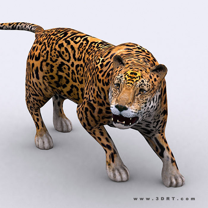 3DRT - Safari Animals Low-poly 3D model_27