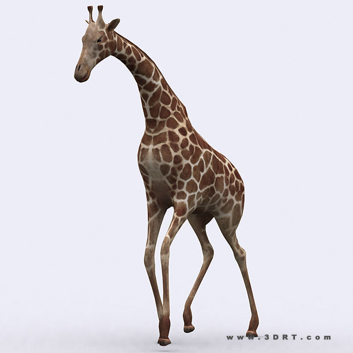 3DRT - Safari Animals Low-poly 3D model_4