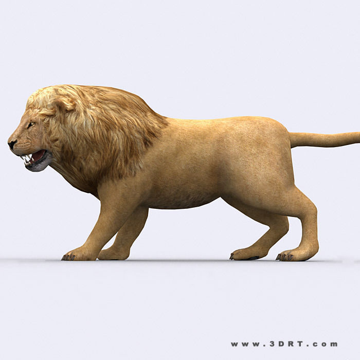 3DRT - Safari Animals Low-poly 3D model_11