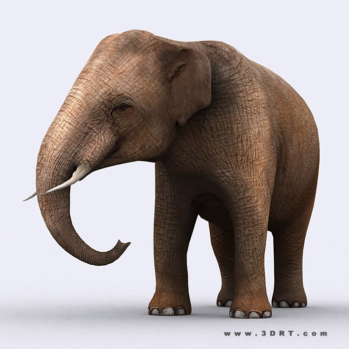 3DRT - Safari Animals Low-poly 3D model_5