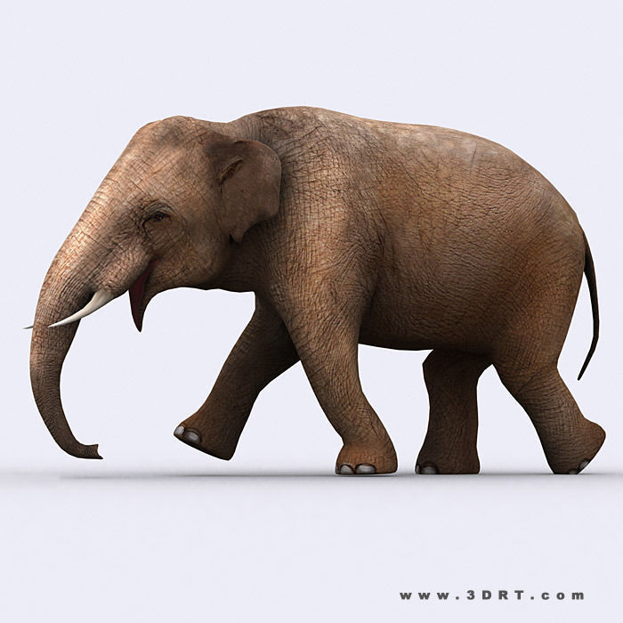3DRT - Safari Animals Low-poly 3D model_2