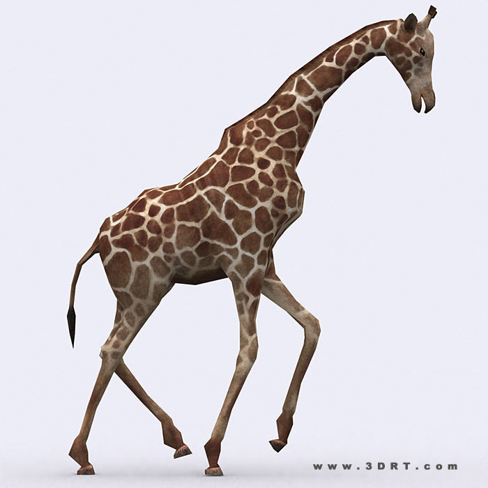 3DRT - Safari Animals Low-poly 3D model_15