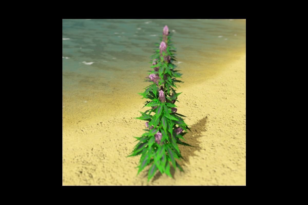 Purple Haze Marijuana Stalk - Low Poly Free low-poly 3D model_0