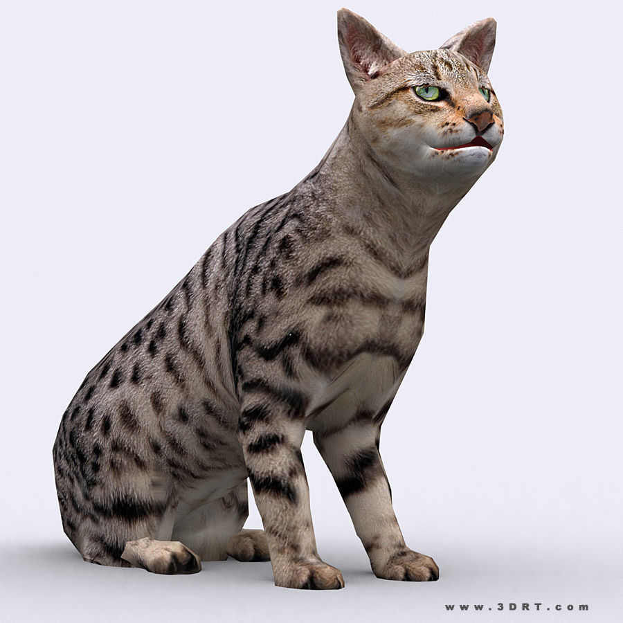 3DRT - Domestic Animals  Low-poly 3D model_15