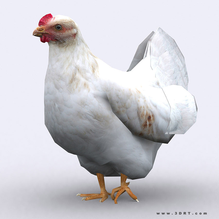 3DRT - Domestic Animals  Low-poly 3D model_33