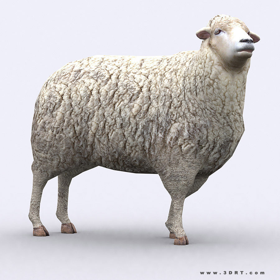 3DRT - Domestic Animals  Low-poly 3D model_26