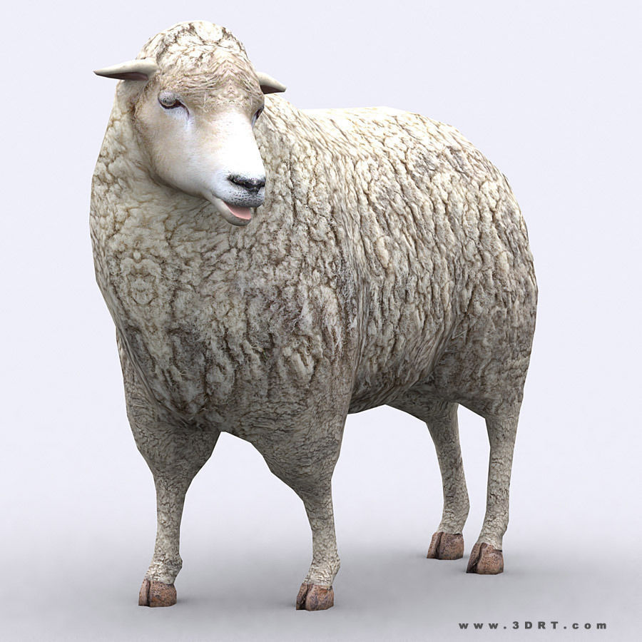 3DRT - Domestic Animals  Low-poly 3D model_27