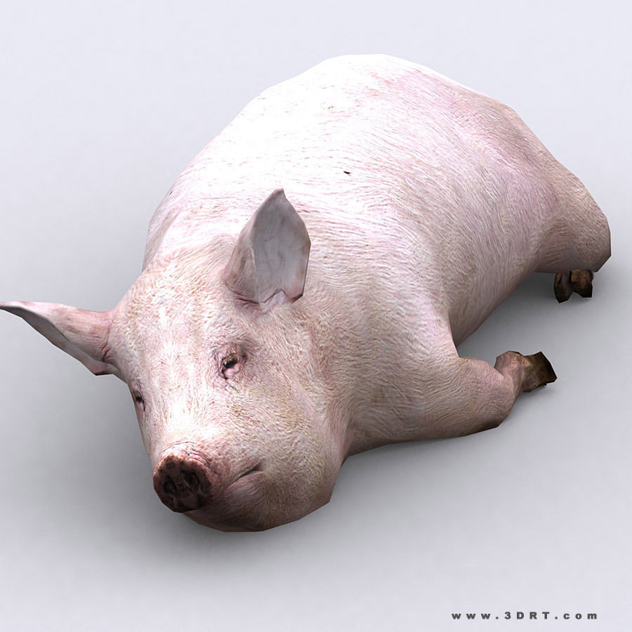 3DRT - Domestic Animals  Low-poly 3D model_21
