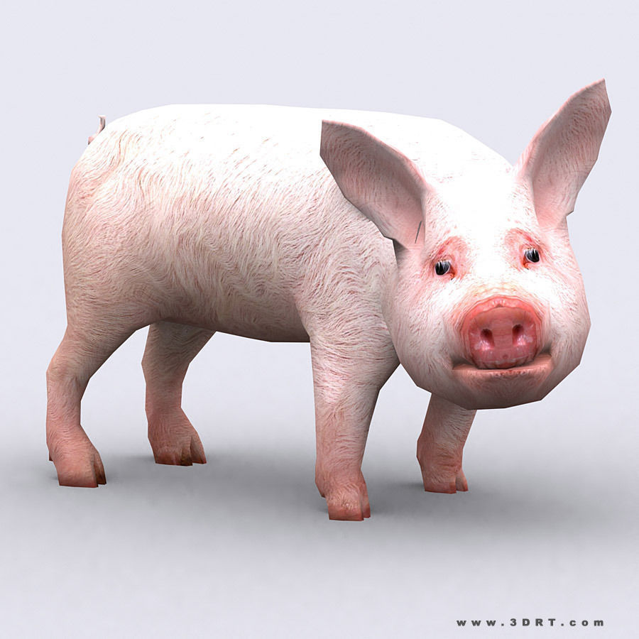 3DRT - Domestic Animals  Low-poly 3D model_24