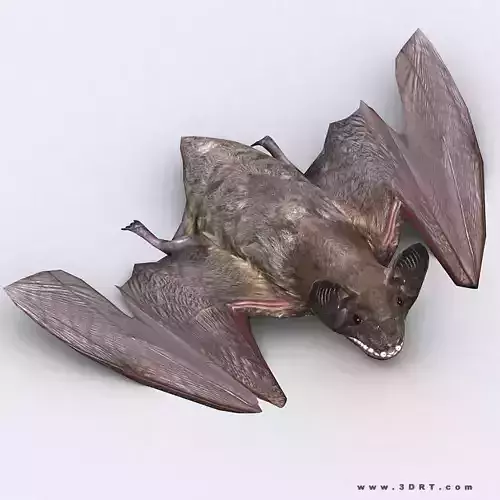 3DRT - Bat Low-poly 3D model