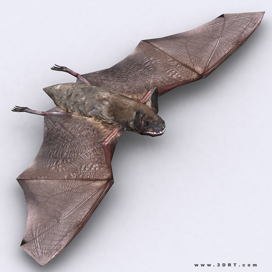3DRT - Bat Low-poly 3D model_1