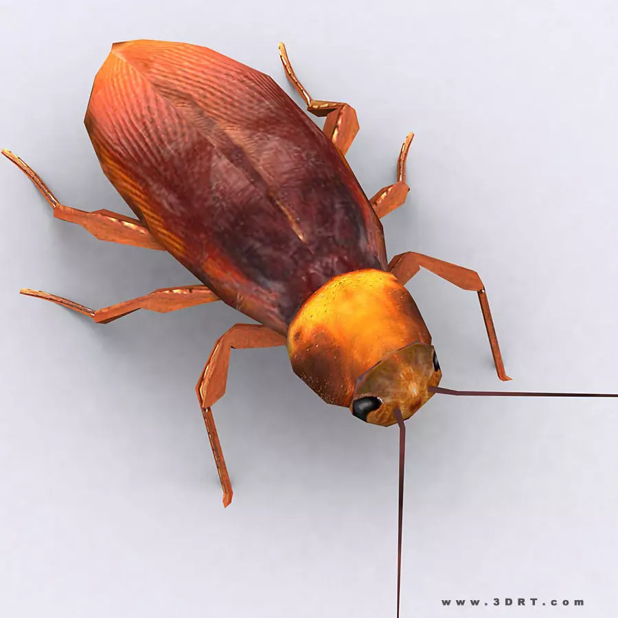 3DRT - Cockroach Low-poly 3D model_0