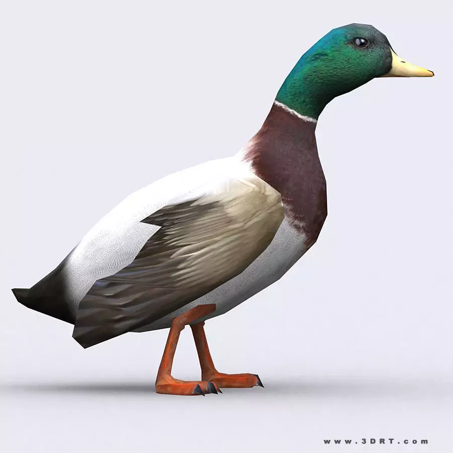 3DRT - Duck Low-poly 3D model_0