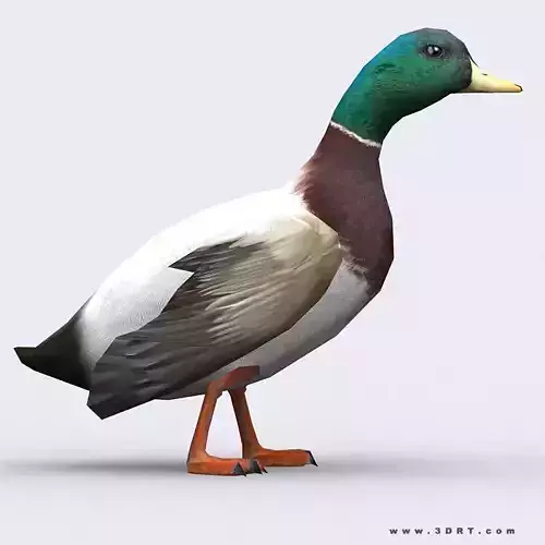 3DRT - Duck Low-poly 3D model