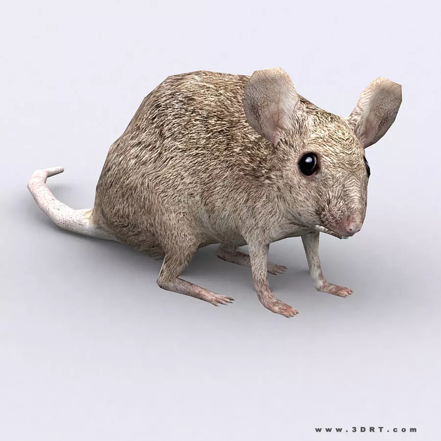 3DRT - Mouse Low-poly 3D model_0