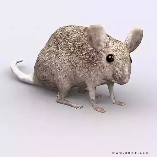 3DRT - Mouse Low-poly 3D model