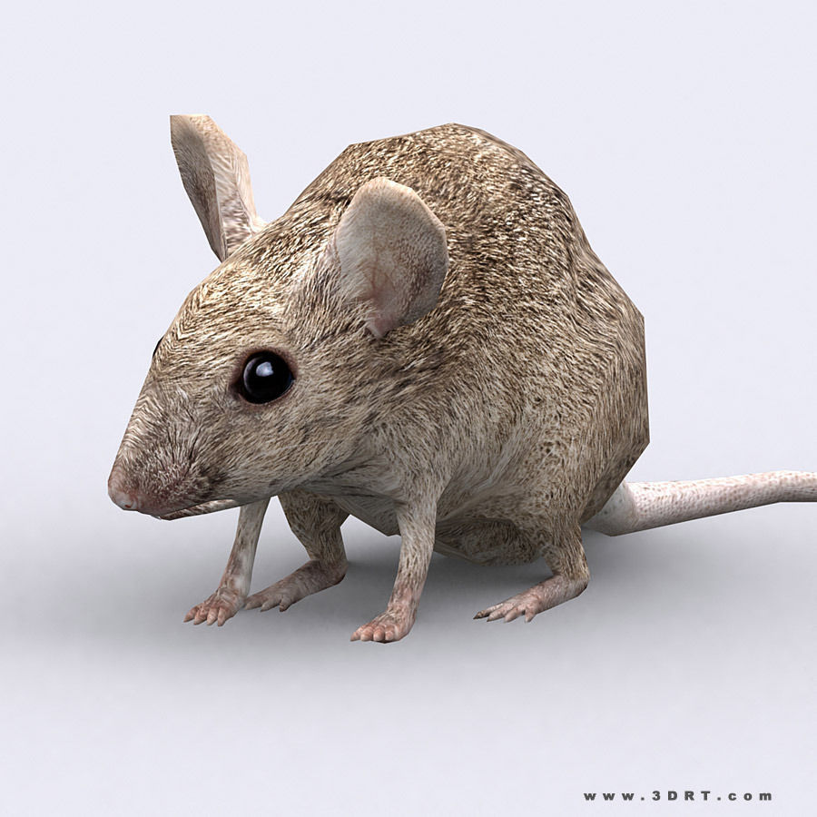 3DRT - Mouse Low-poly 3D model_1