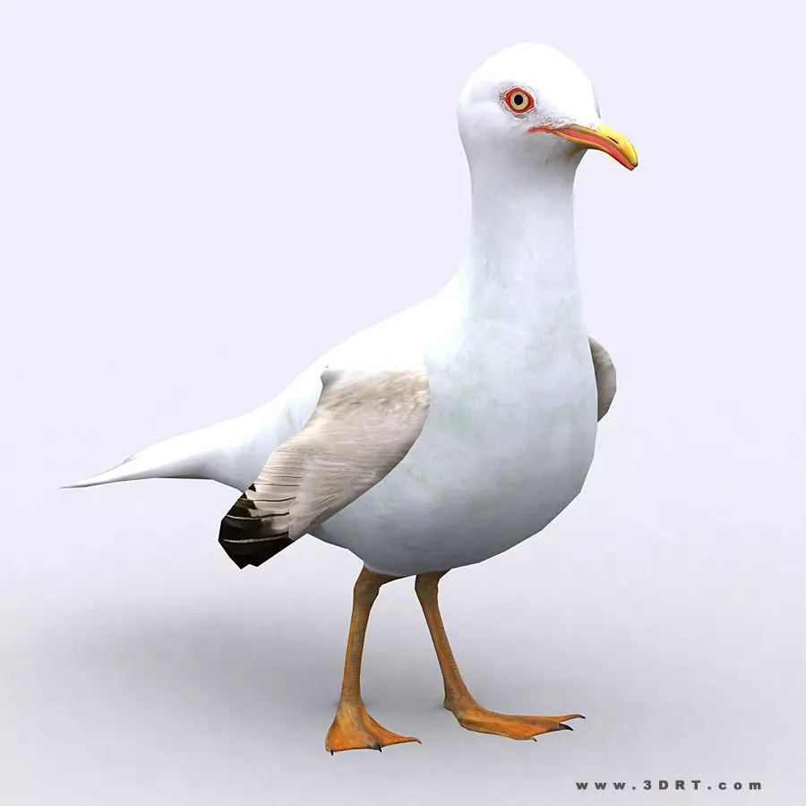 3DRT - Seagull Low-poly 3D model_0