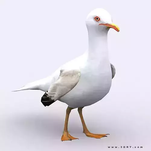 3DRT - Seagull Low-poly 3D model