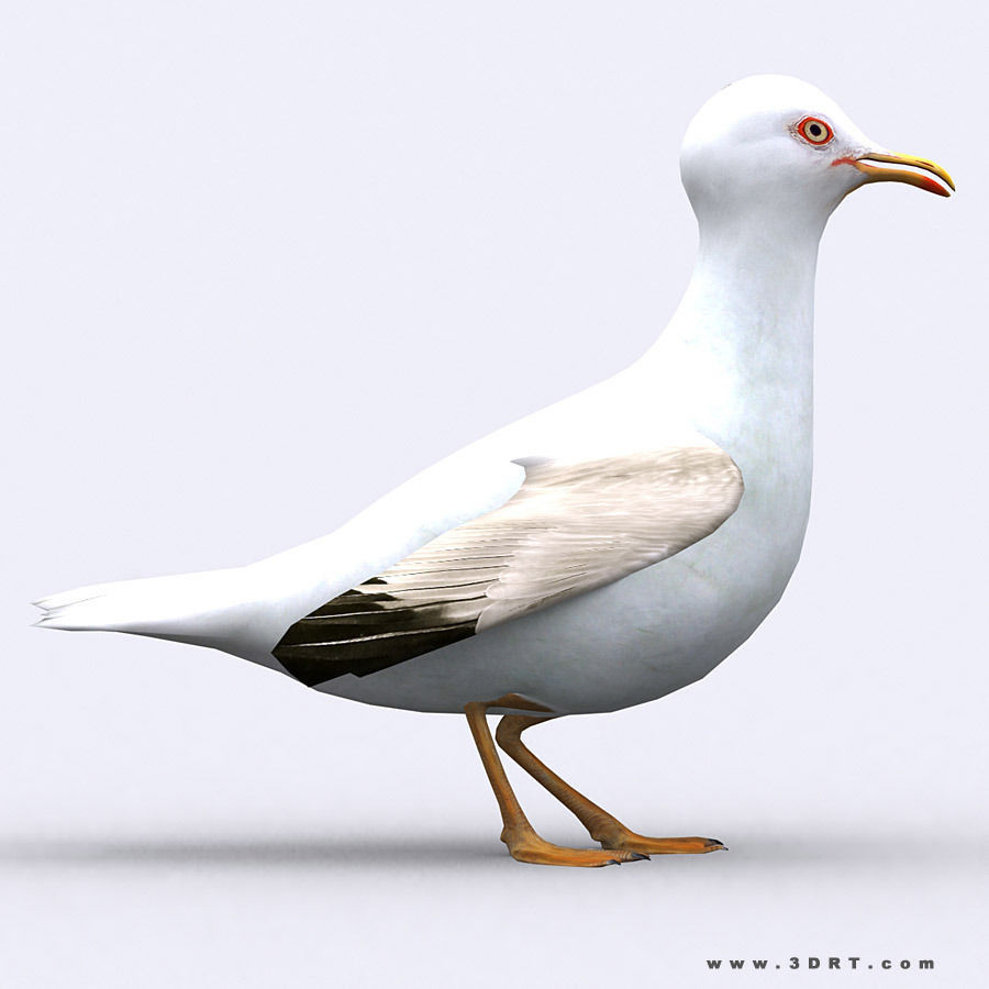 3DRT - Seagull Low-poly 3D model_1