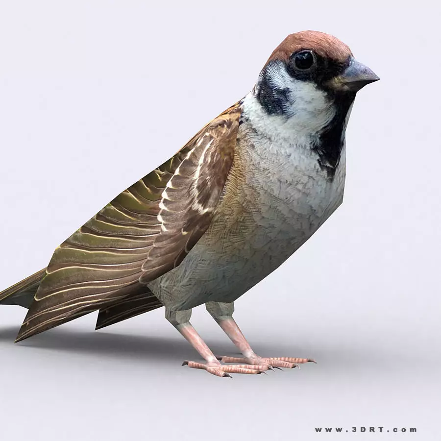 3DRT - Sparrow Low-poly 3D model_0