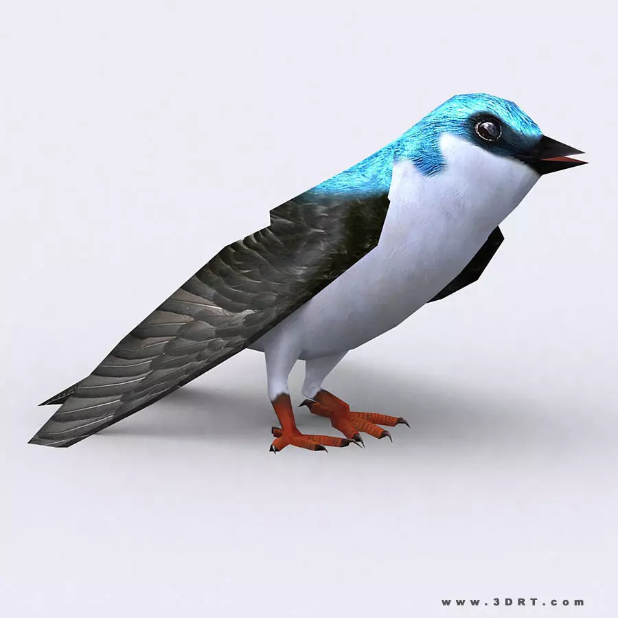 3DRT - Swallow Low-poly 3D model_0