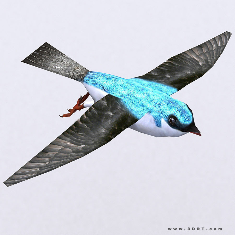3DRT - Swallow Low-poly 3D model_1