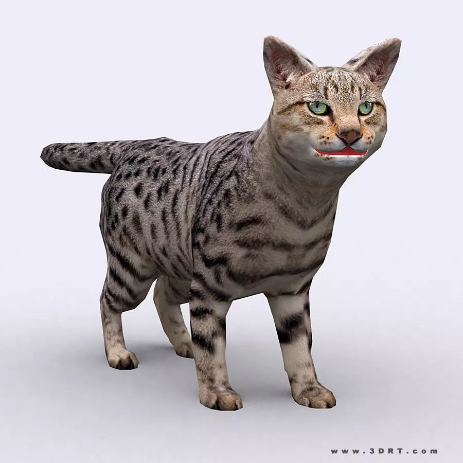 3DRT - Cat Low-poly 3D model