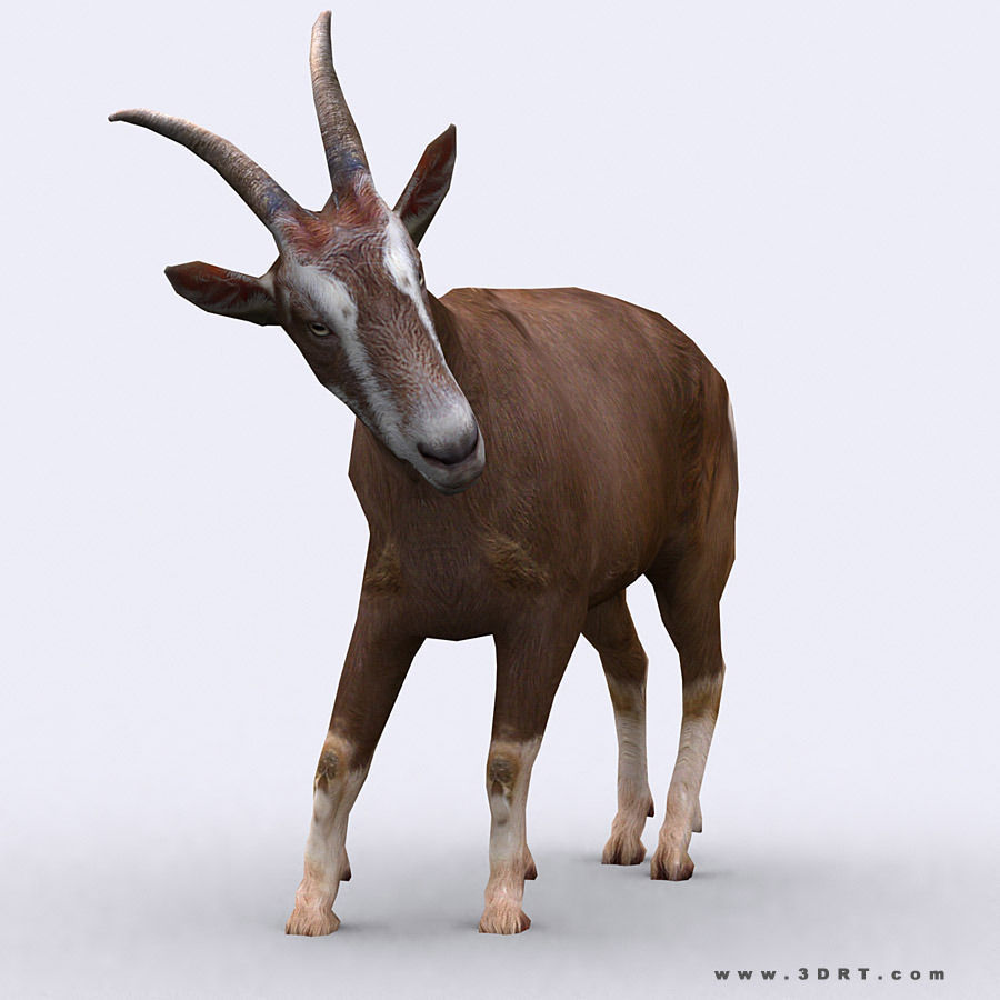 3DRT - Goat Low-poly 3D model_1