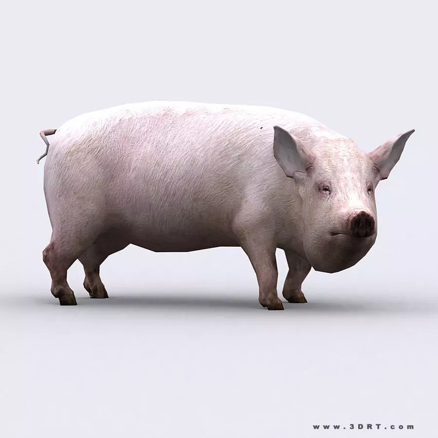3DRT - Pig Low-poly 3D model_0