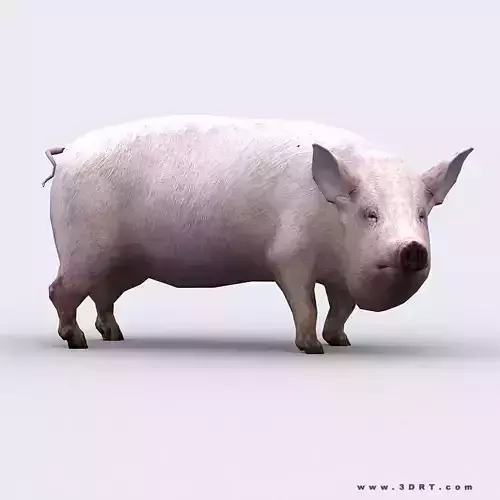 3DRT - Pig Low-poly 3D model