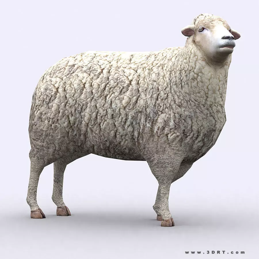 3DRT - Sheep Low-poly 3D model_0