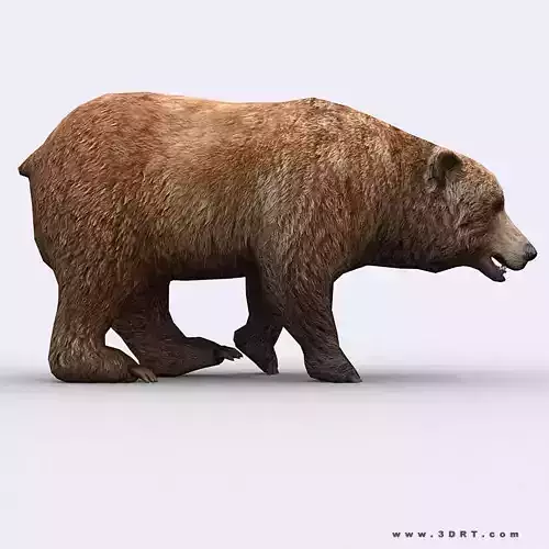 3DRT - Wild Bear Low-poly 3D model